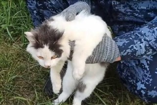 В Нижегородской области задержали кота-наркокурьера с наркотиками